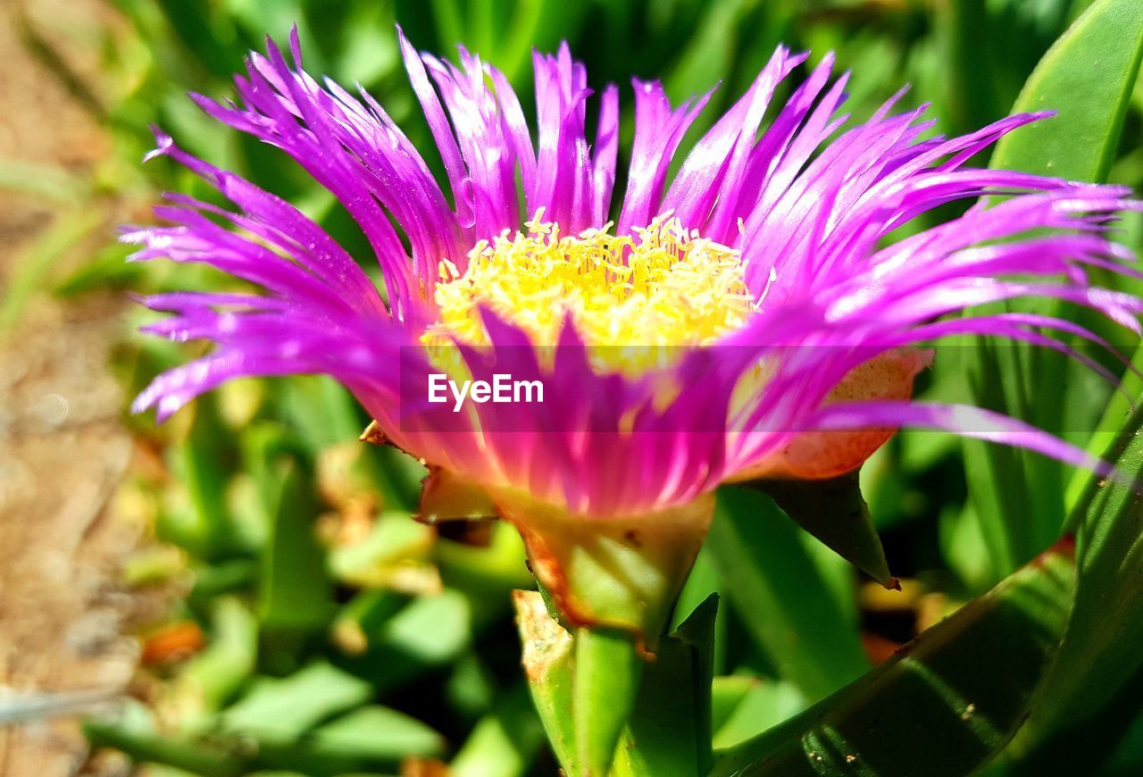 Close-up of pink flower