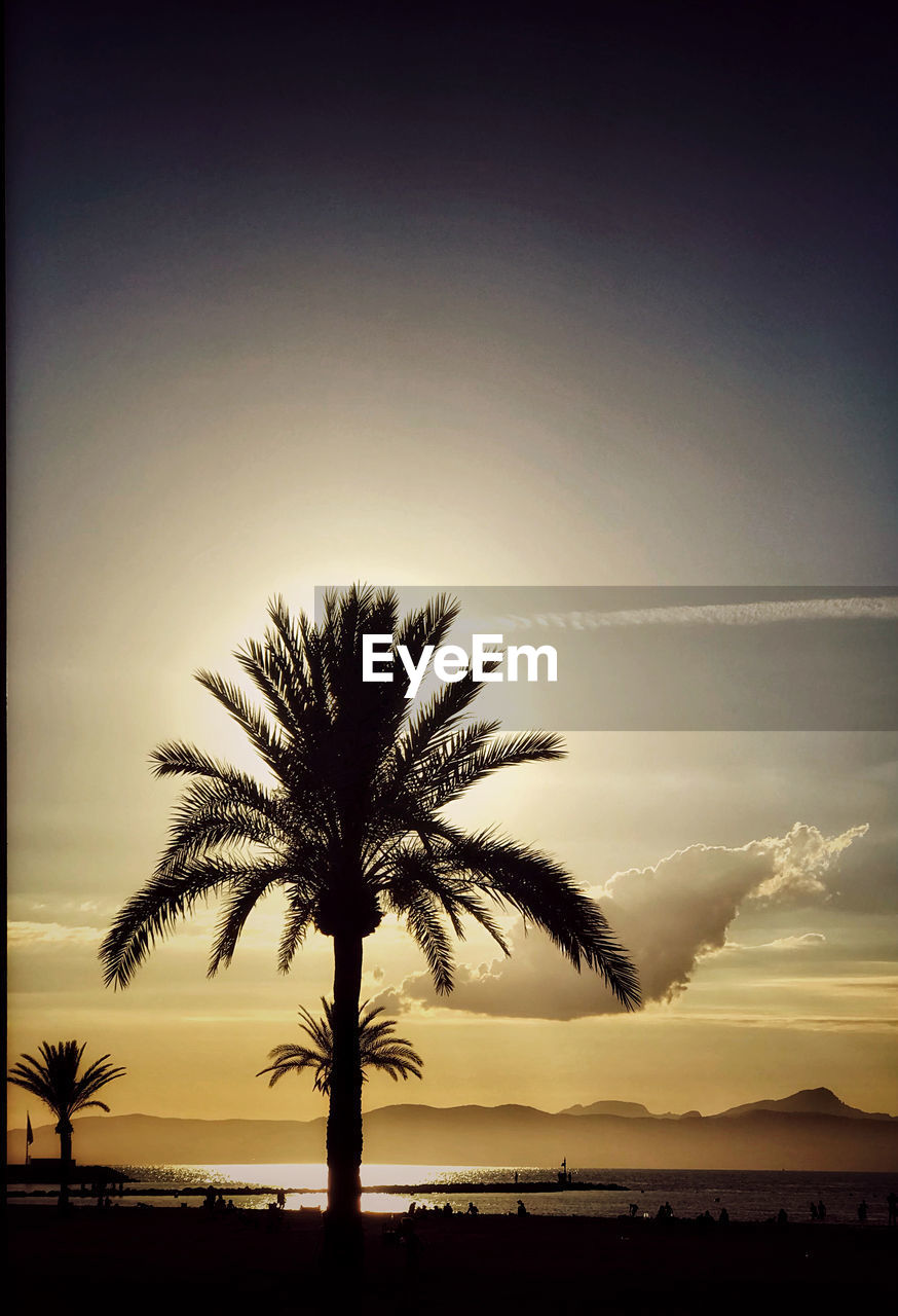 SILHOUETTE COCONUT PALM TREES AGAINST SKY DURING SUNSET