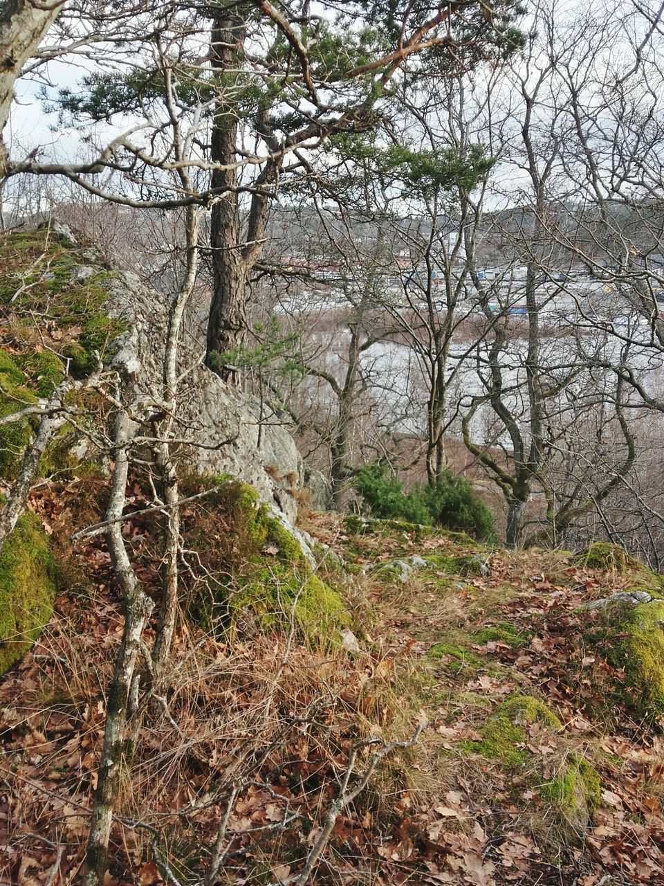 VIEW OF TREES IN FOREST