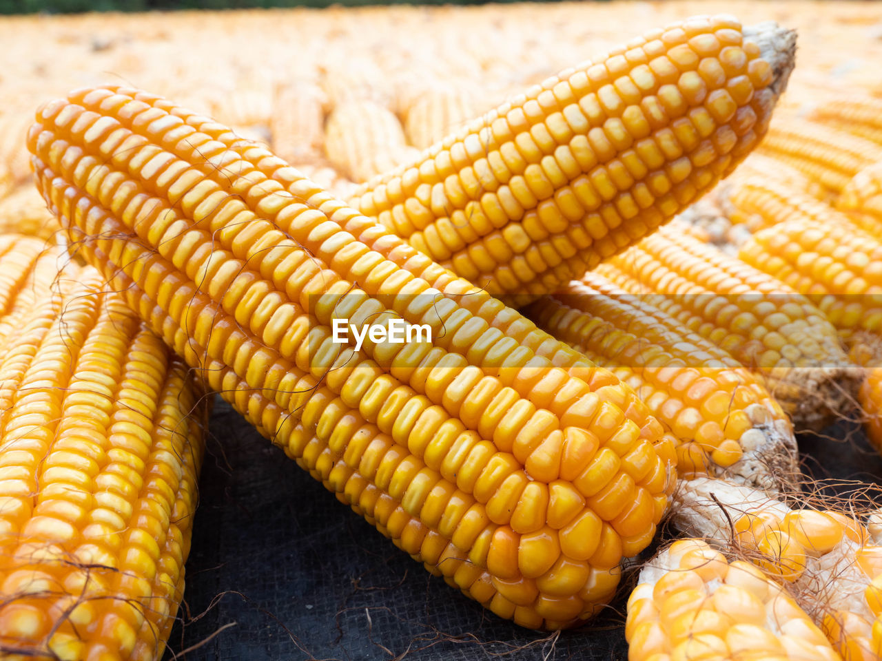 CLOSE-UP OF FRESH YELLOW CORN