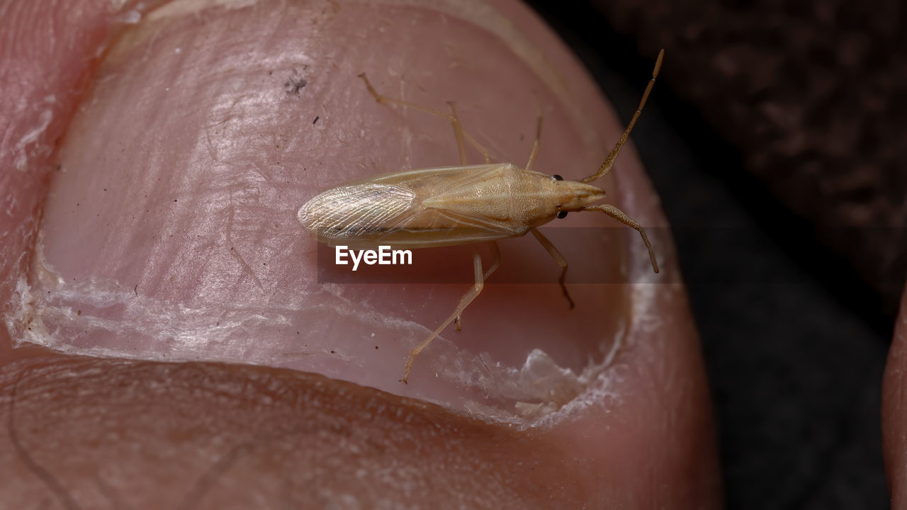 EXTREME CLOSE-UP OF INSECT