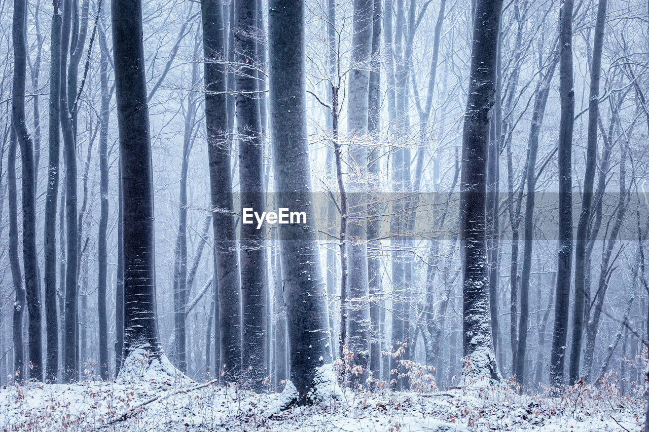 Pine trees in forest during winter