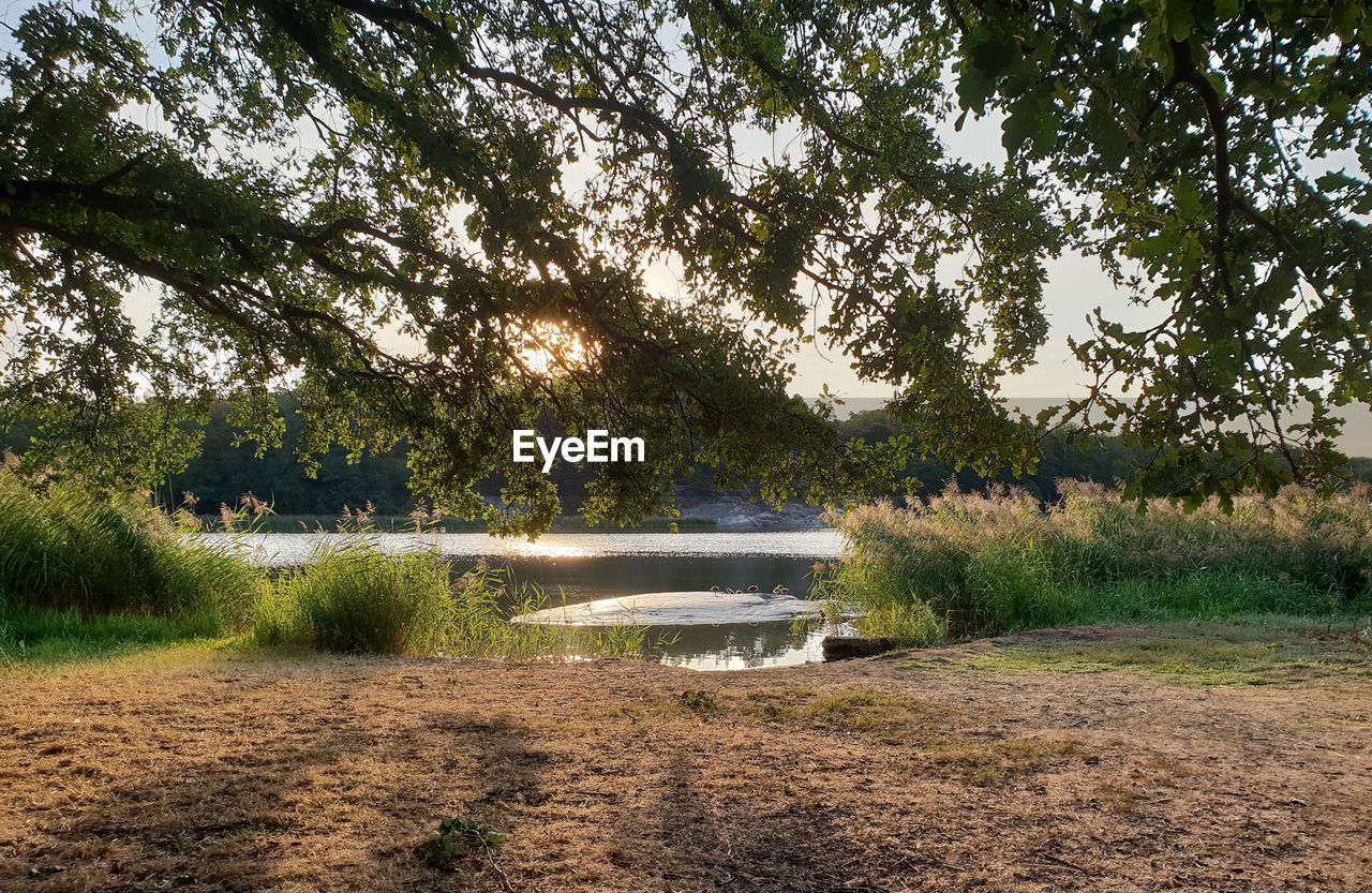 SCENIC VIEW OF LAKE AGAINST TREES IN FOREST