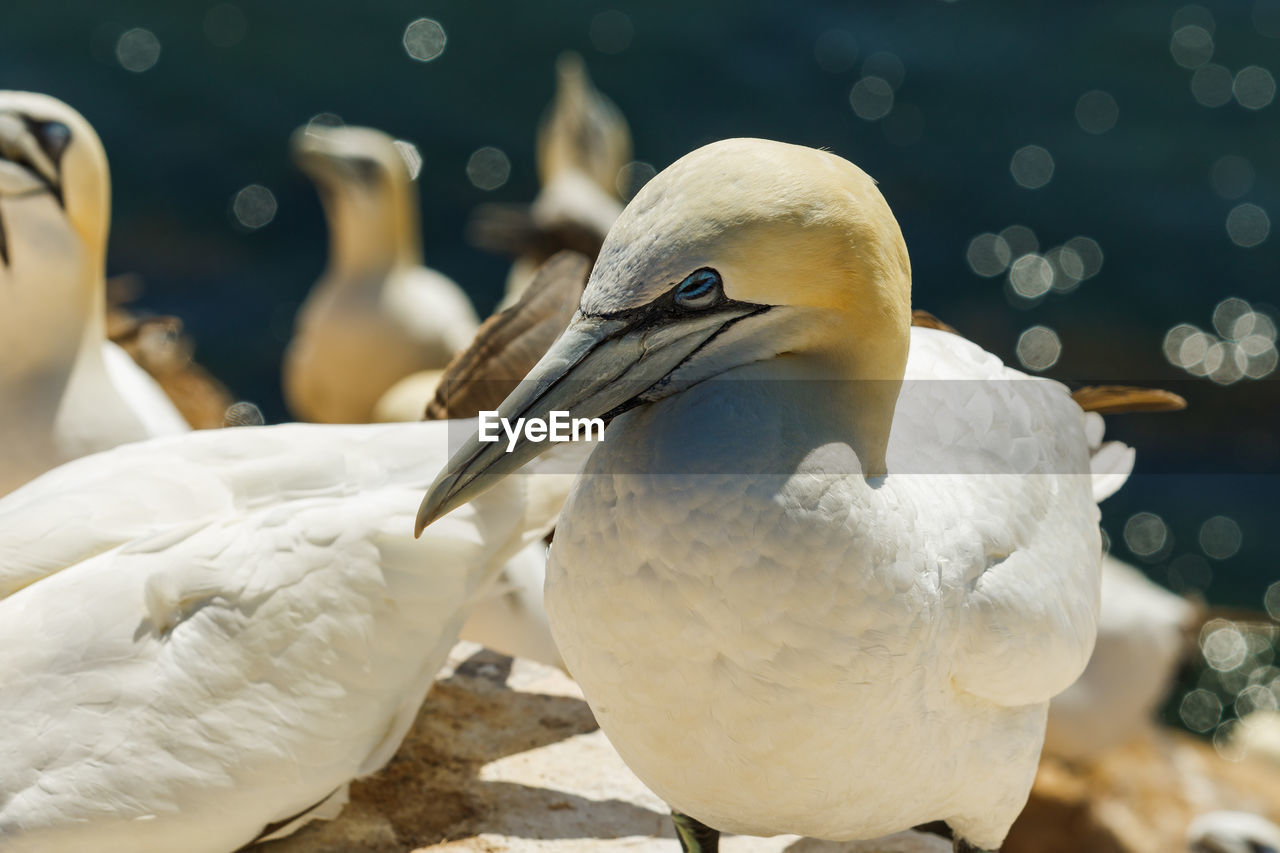 Close-up of gannets by sea