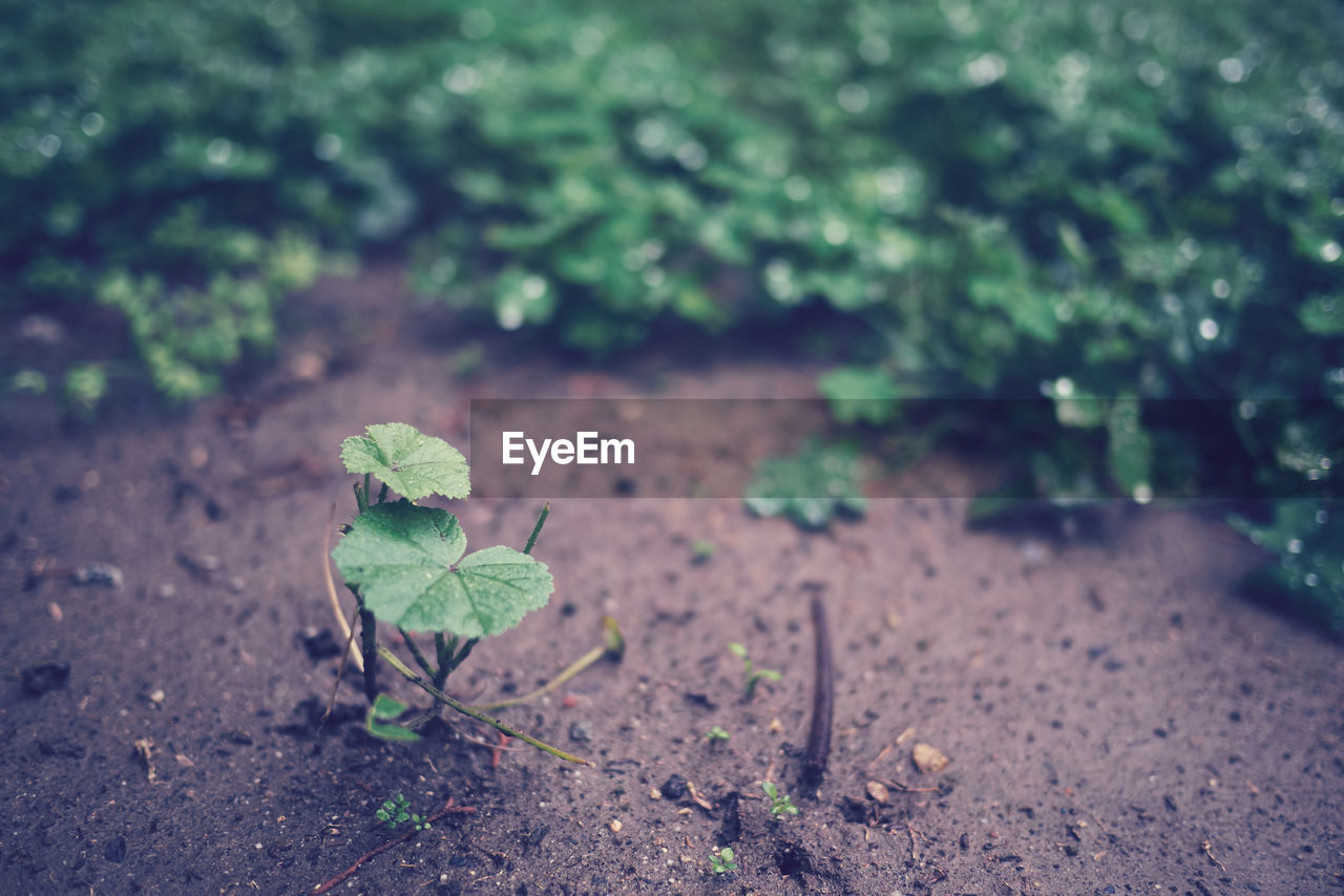 Close-up of plant growing on field