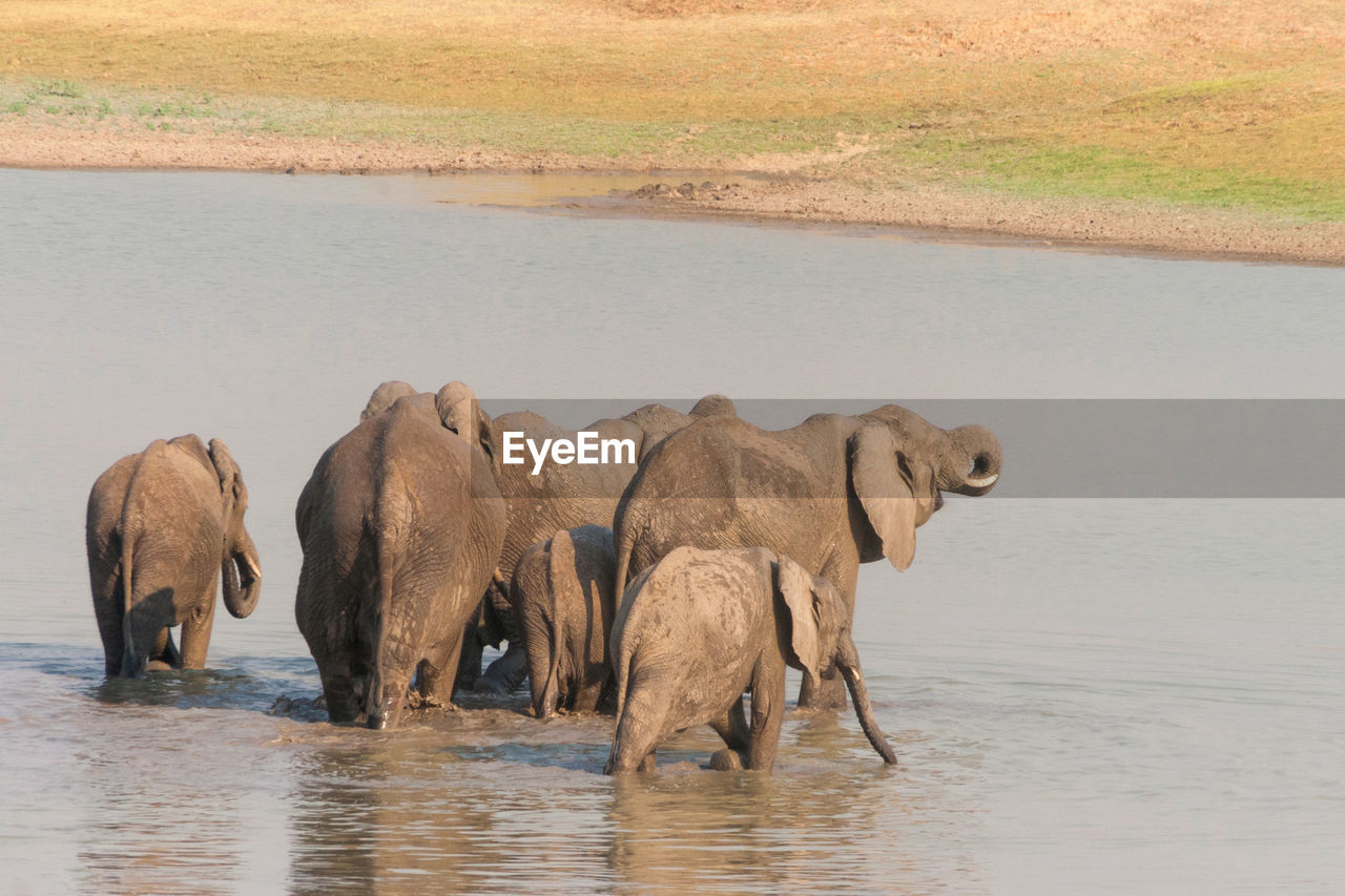 ELEPHANT DRINKING WATER IN LAKE