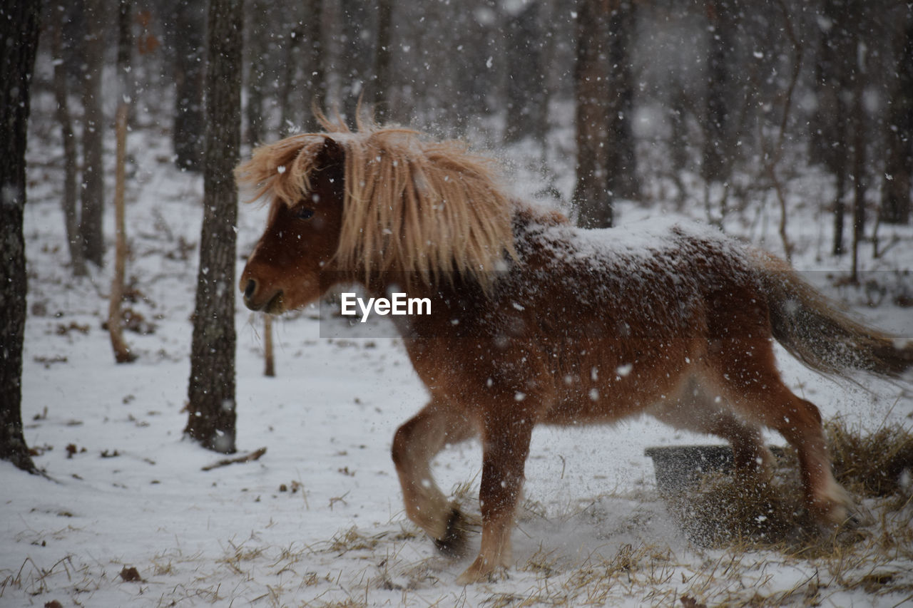 Horse in snow