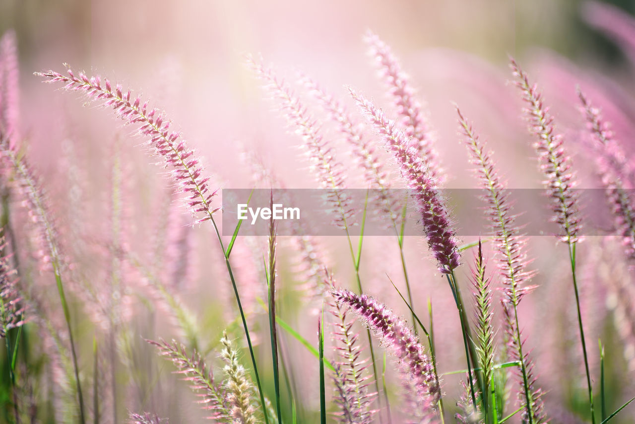CLOSE-UP OF PINK FLOWERING PLANTS ON LAND