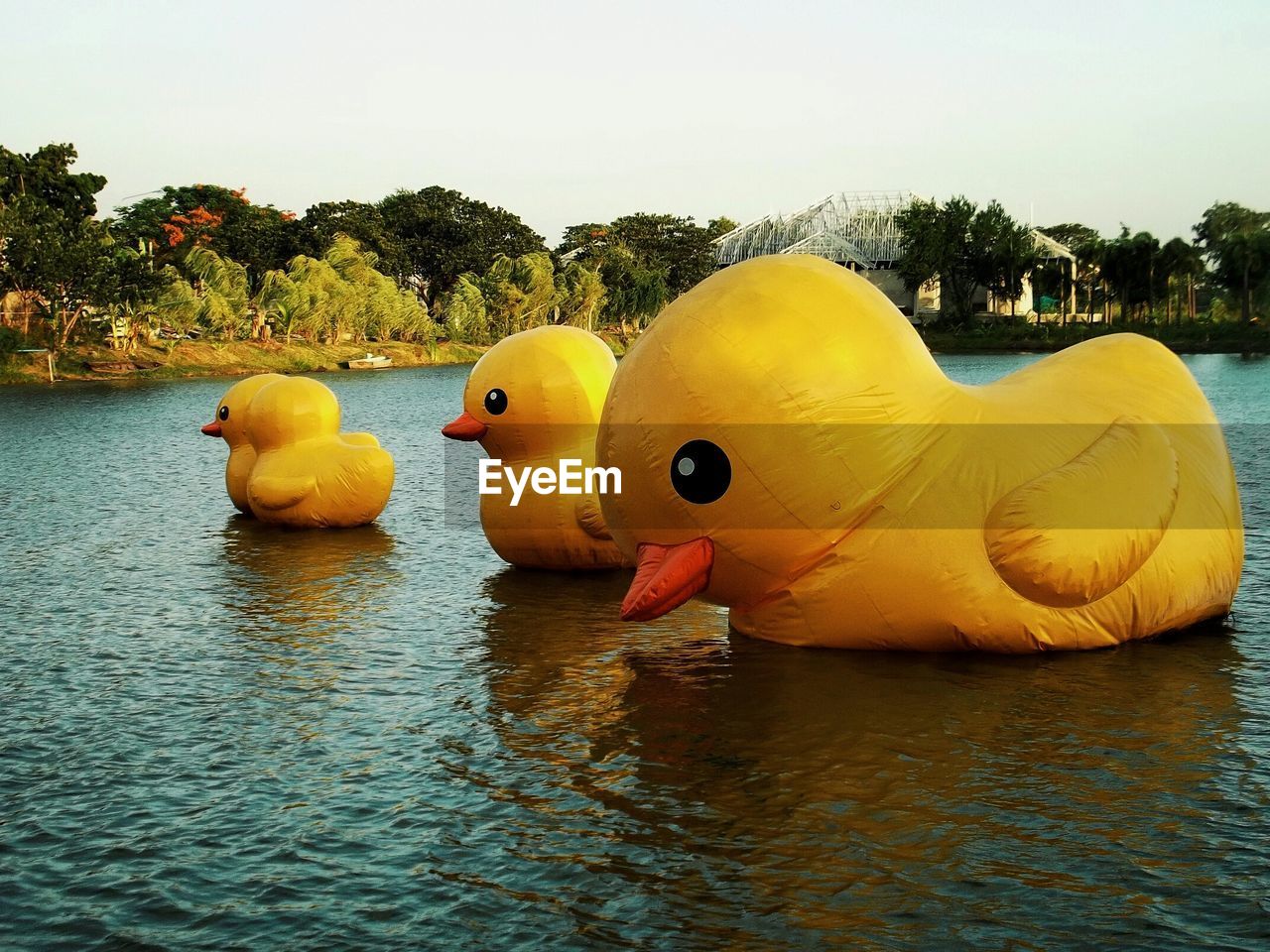Yellow ducks on lake