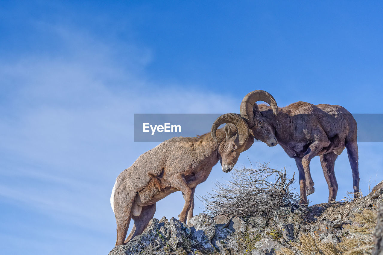 Low angle view of big horn sheep on rock against sky