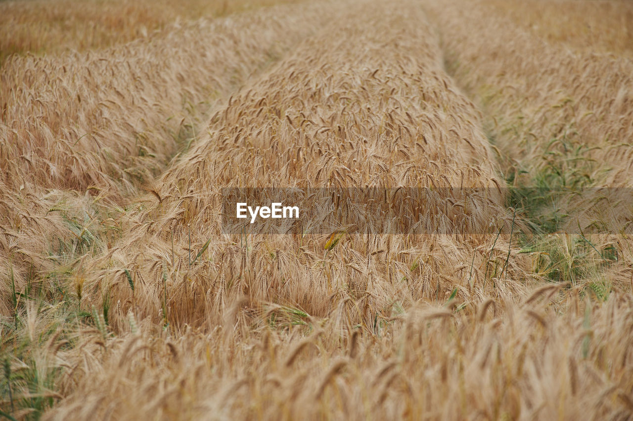 Close-up of wheat field