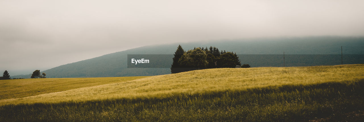 Scenic view of agricultural field against sky