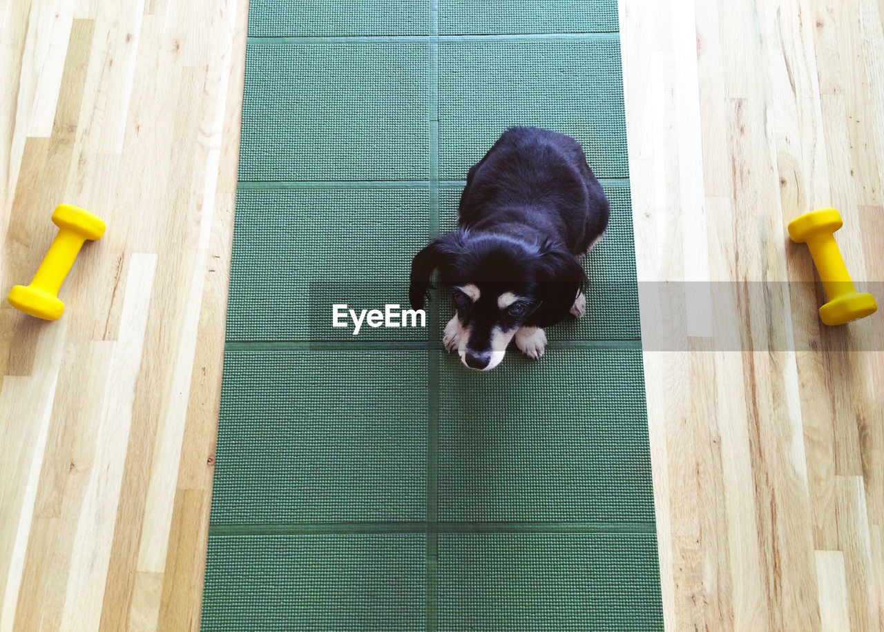 High angle view of dog on exercise mat