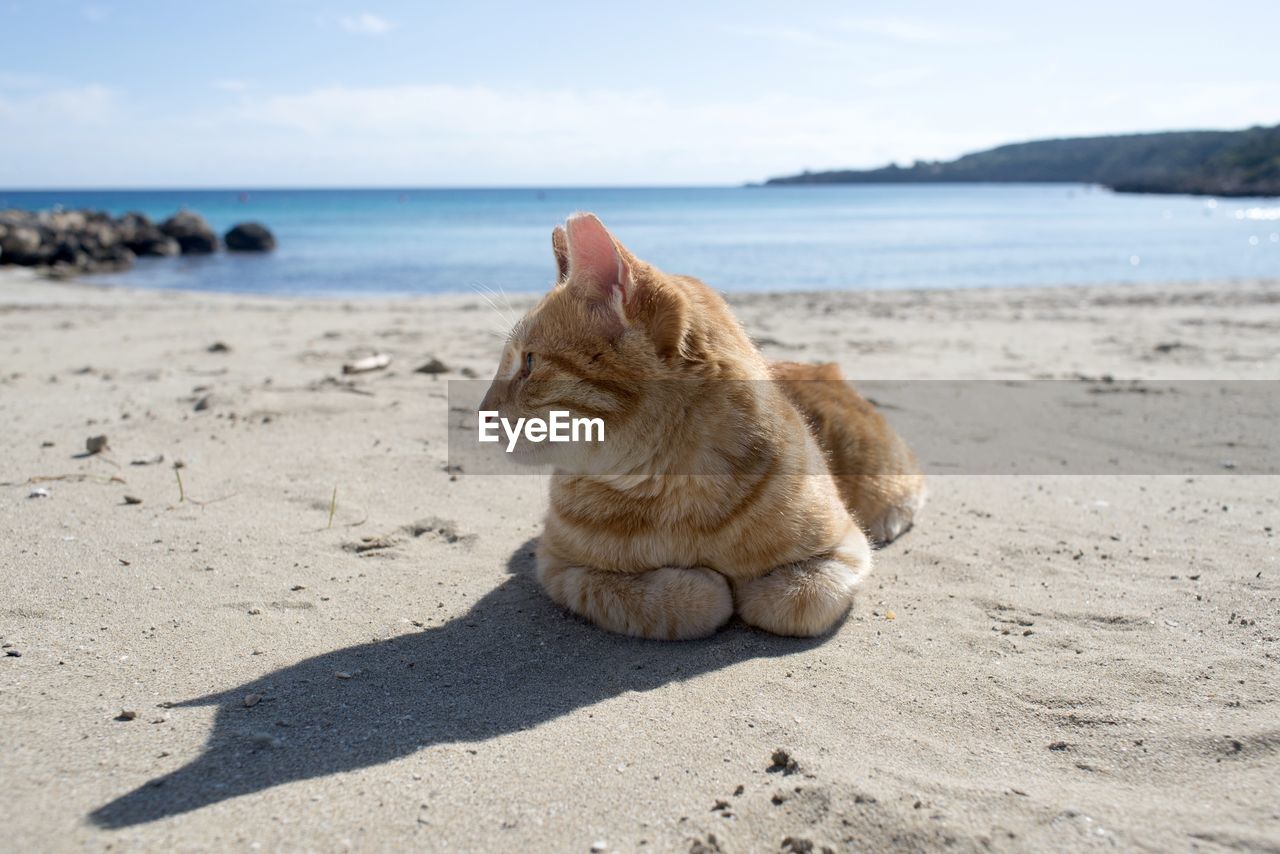 Cat on the beach....