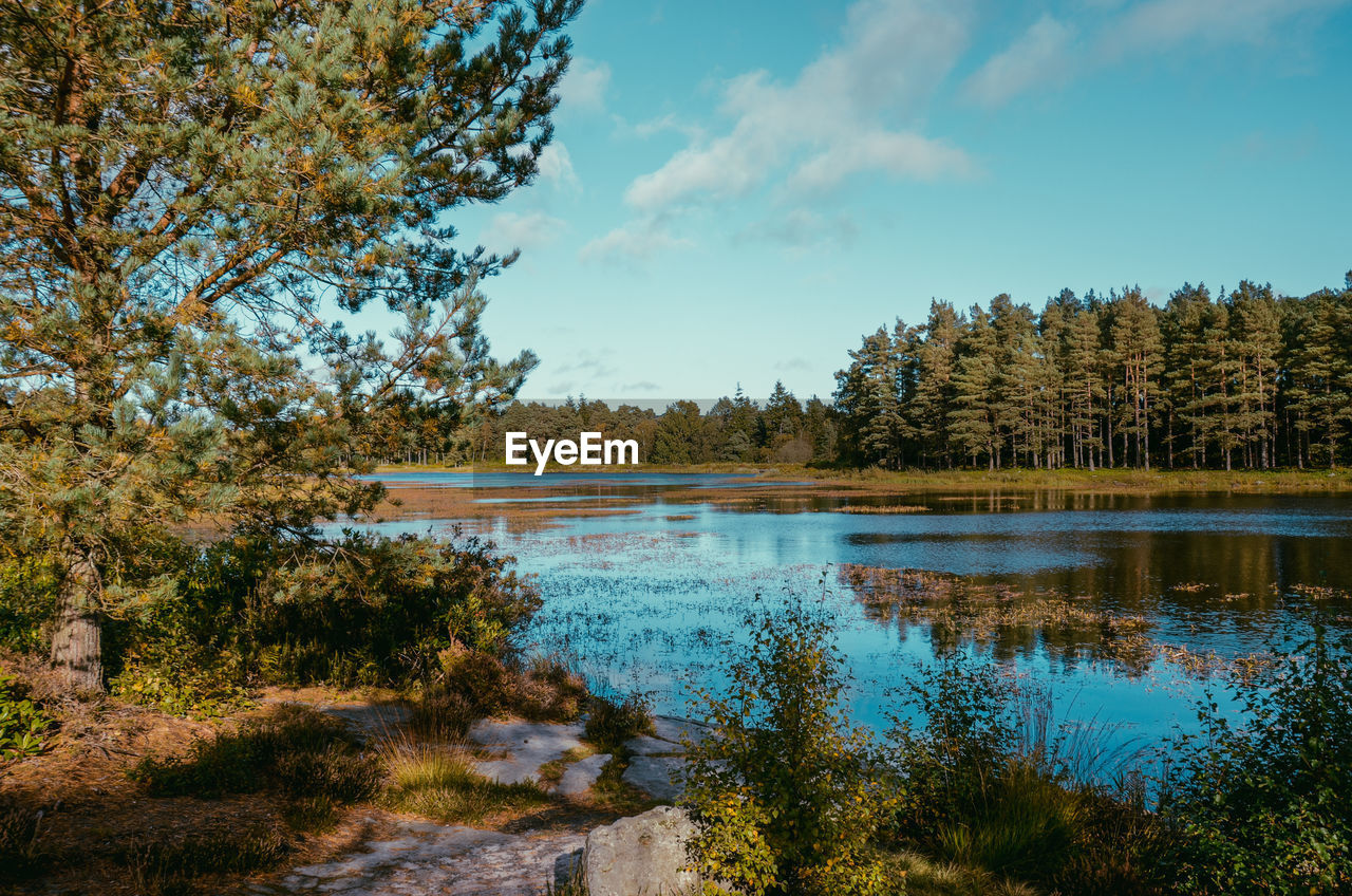 SCENIC VIEW OF LAKE AGAINST SKY IN FOREST