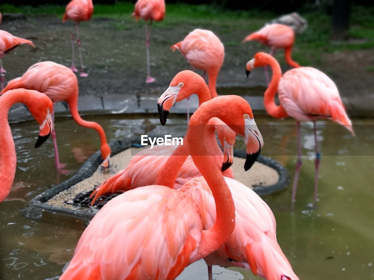 Flamingos in a lake