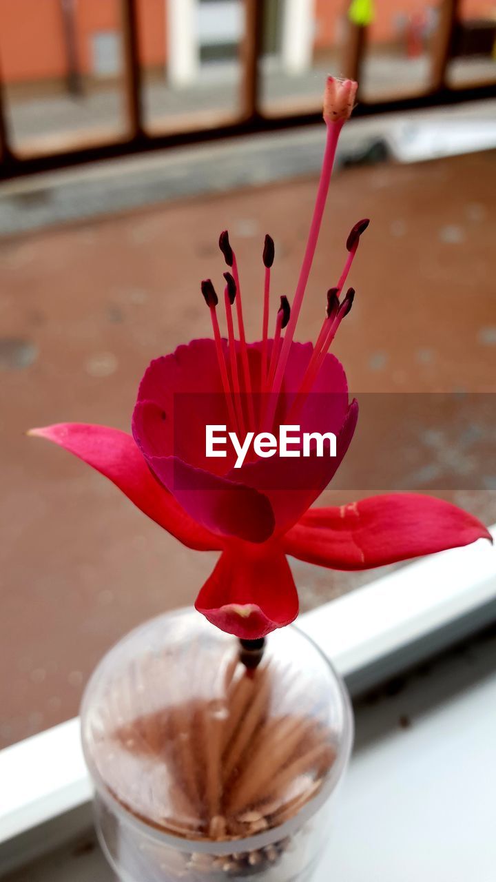 CLOSE-UP OF RED FLOWER ON TABLE