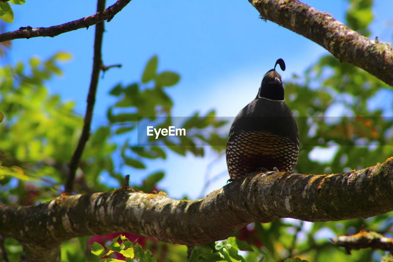 LOW ANGLE VIEW OF BIRD PERCHING ON TREE