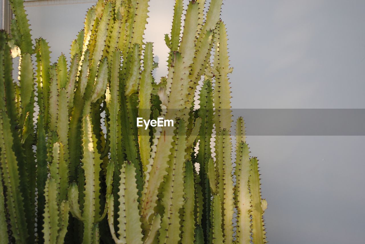 CLOSE-UP OF FRESH GREEN CACTUS AGAINST SKY