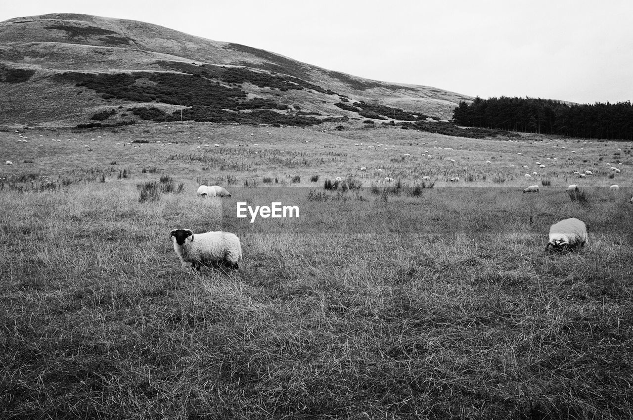 Sheep standing on grassy field