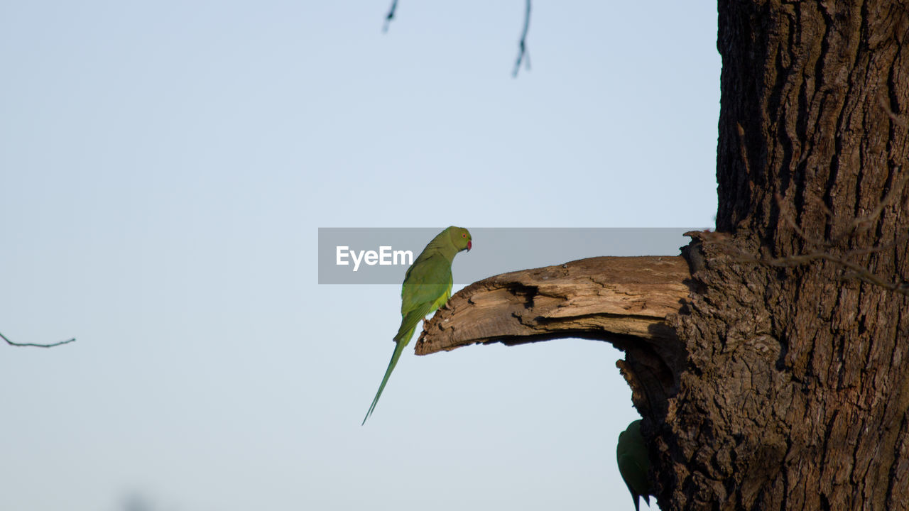 CLOSE-UP OF TREE TRUNK AGAINST SKY