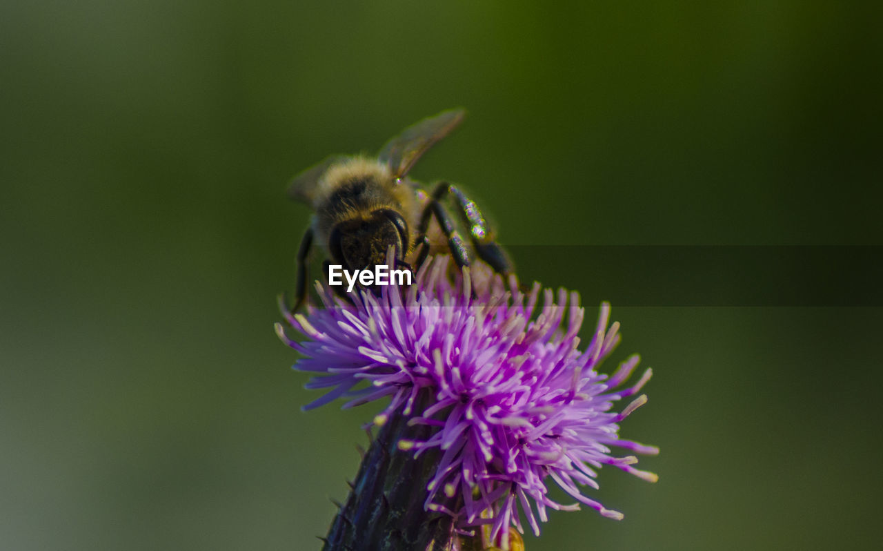 Close-up of bee pollinating on purple flower