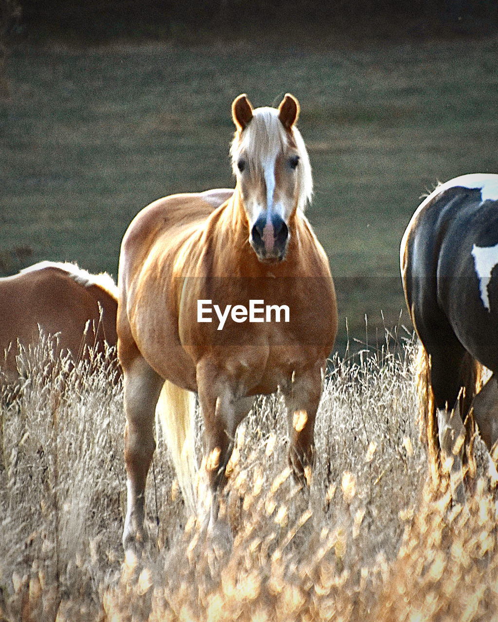 Horse standing on field