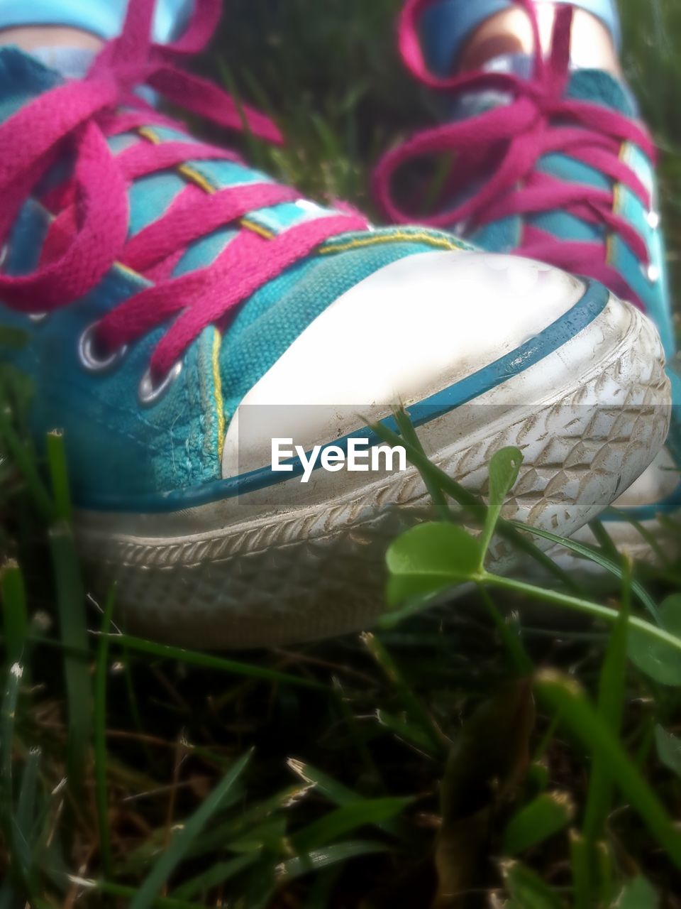 CLOSE-UP OF COLORFUL GRASS