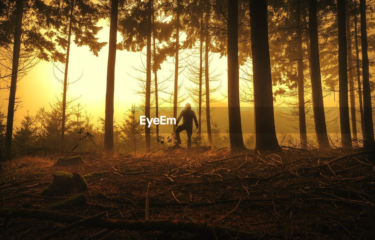 Man standing amidst trees in forest during sunrise