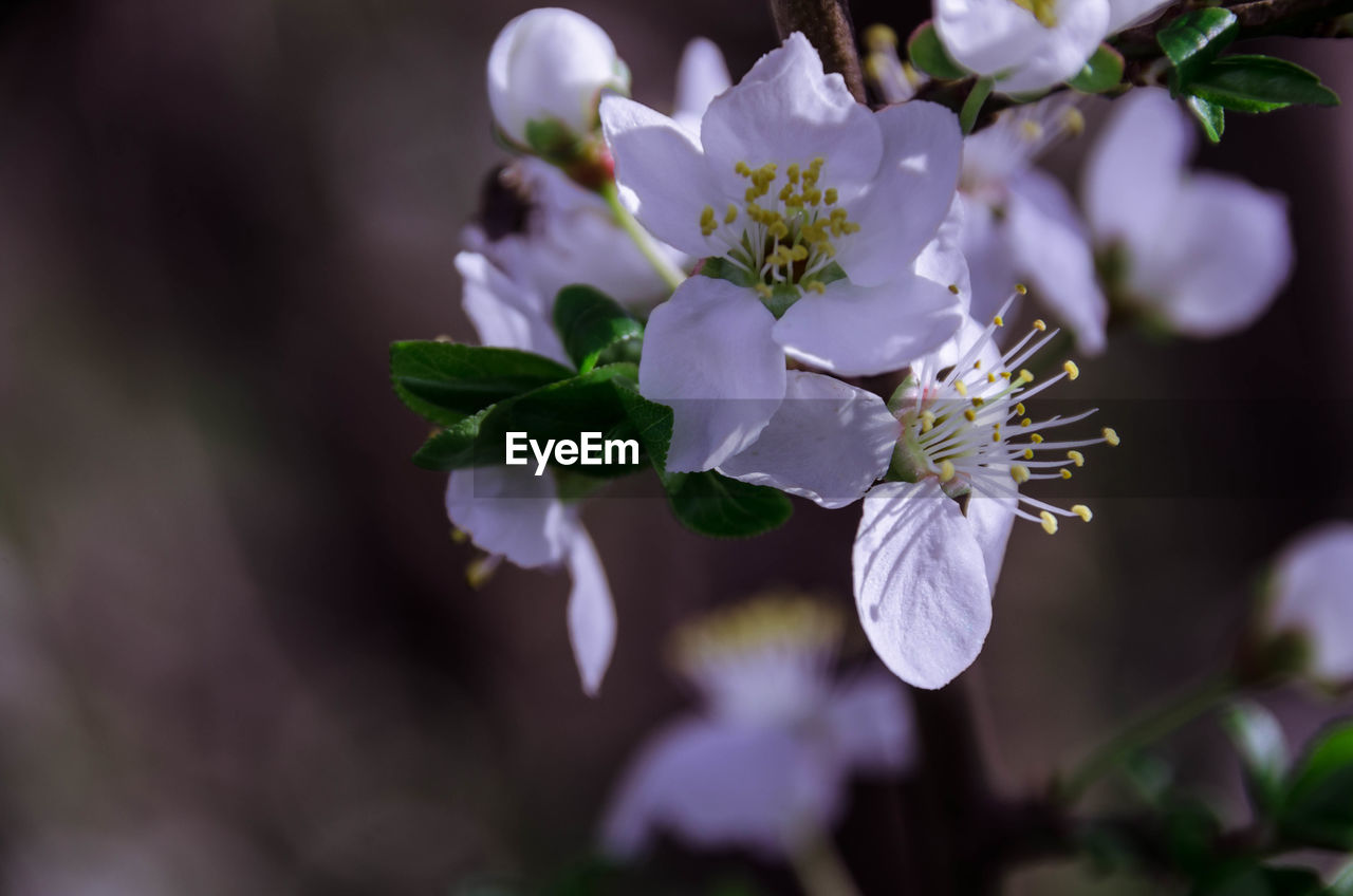 Close-up of purple flowers