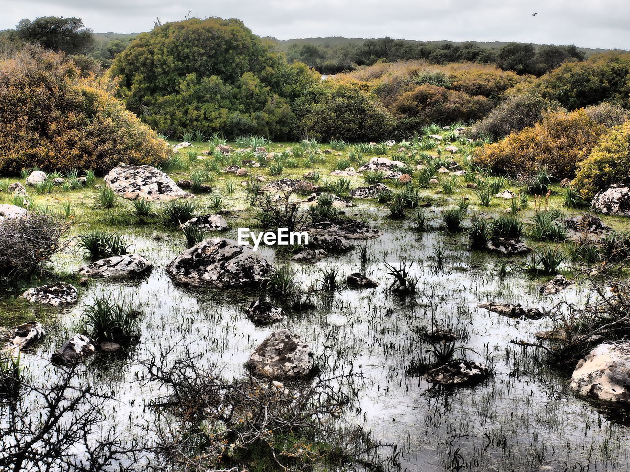 PLANTS GROWING ON LAND BY LAKE