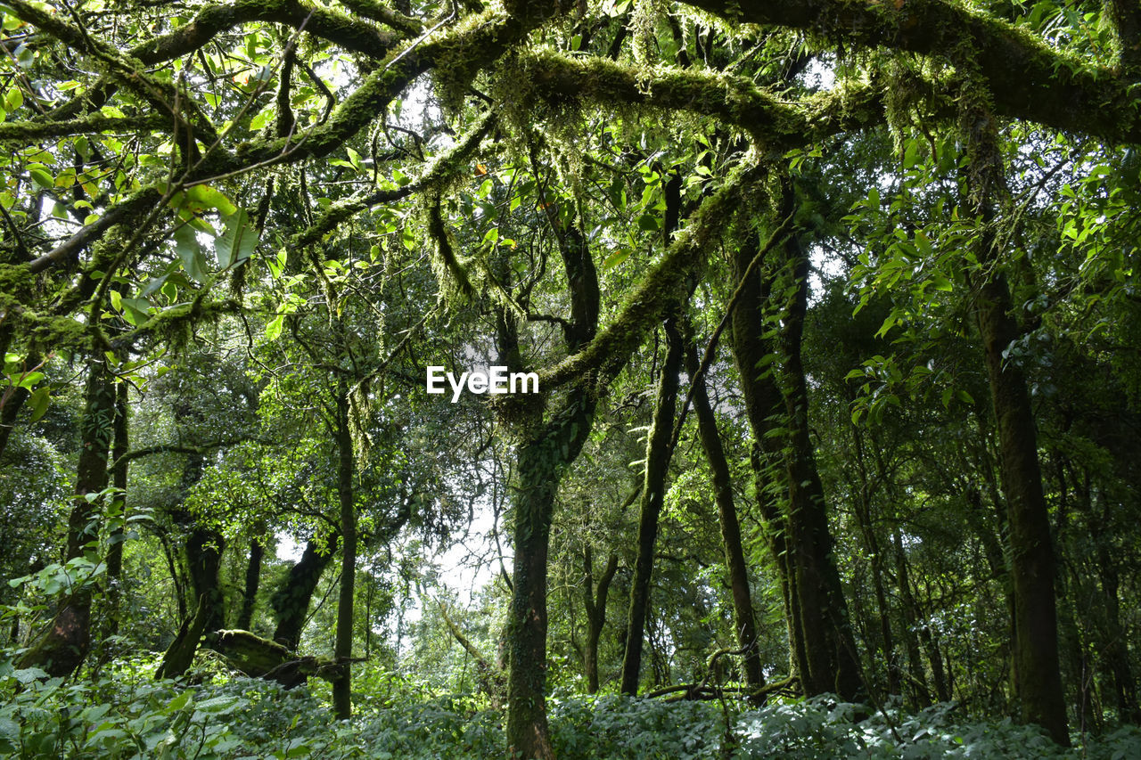 LOW ANGLE VIEW OF TREES