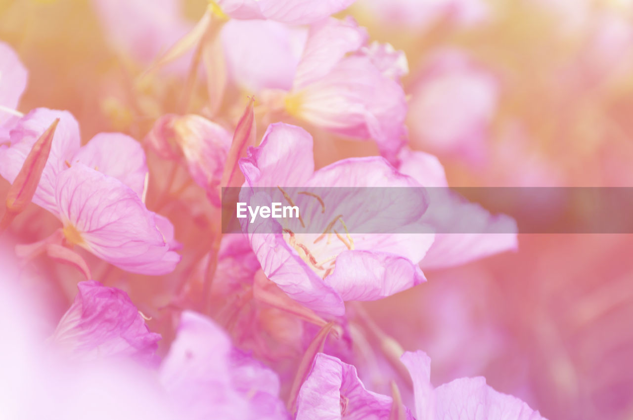 MACRO SHOT OF PINK FLOWERS