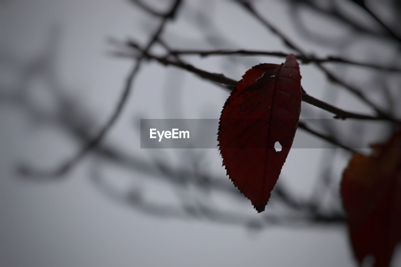 CLOSE-UP OF AUTUMN LEAF ON TREE BRANCH