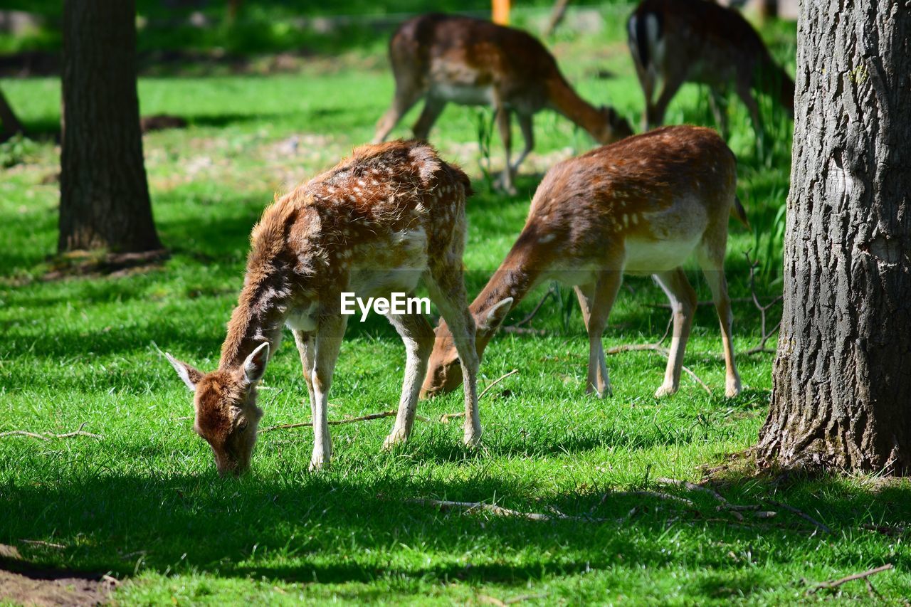 FLOCK OF DEER ON FIELD