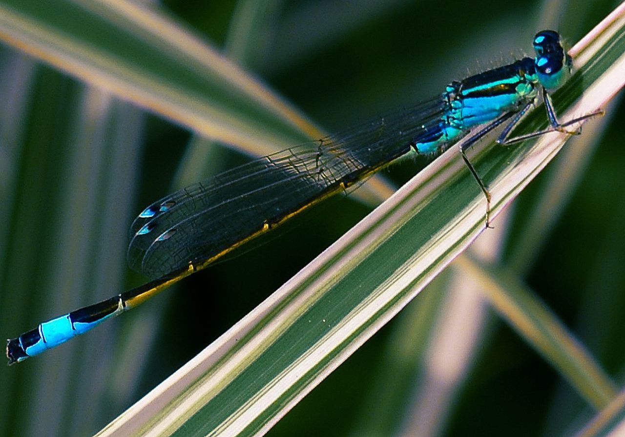 CLOSE-UP OF A GRASSHOPPER