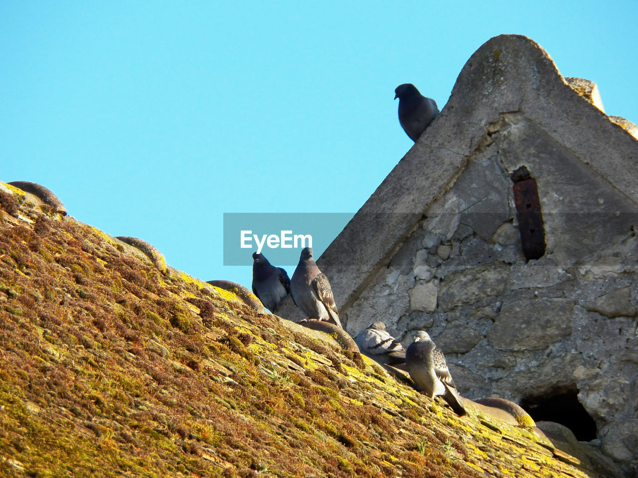 LOW ANGLE VIEW OF BIRD ON ROCK AGAINST SKY