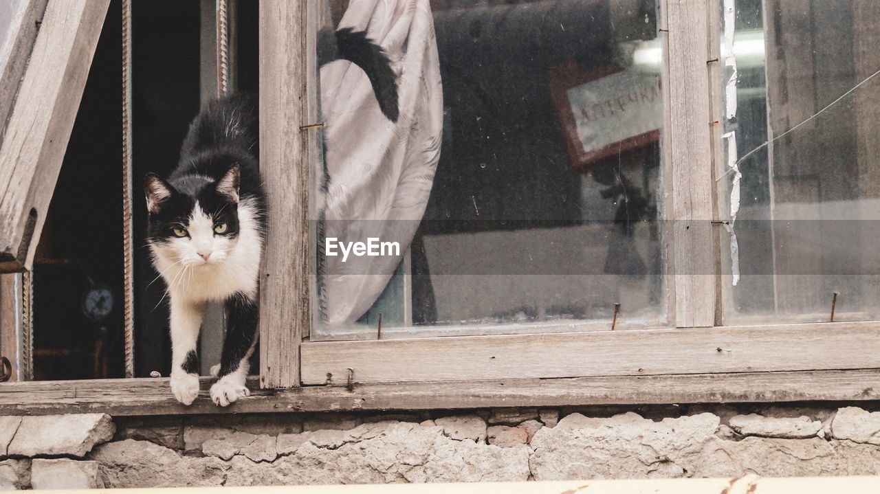 PORTRAIT OF CAT BY WINDOW ON GLASS