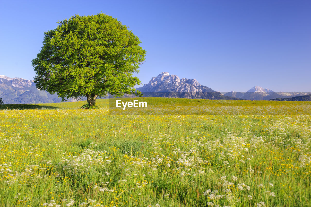 Scenic view of flowering plants on field against clear sky