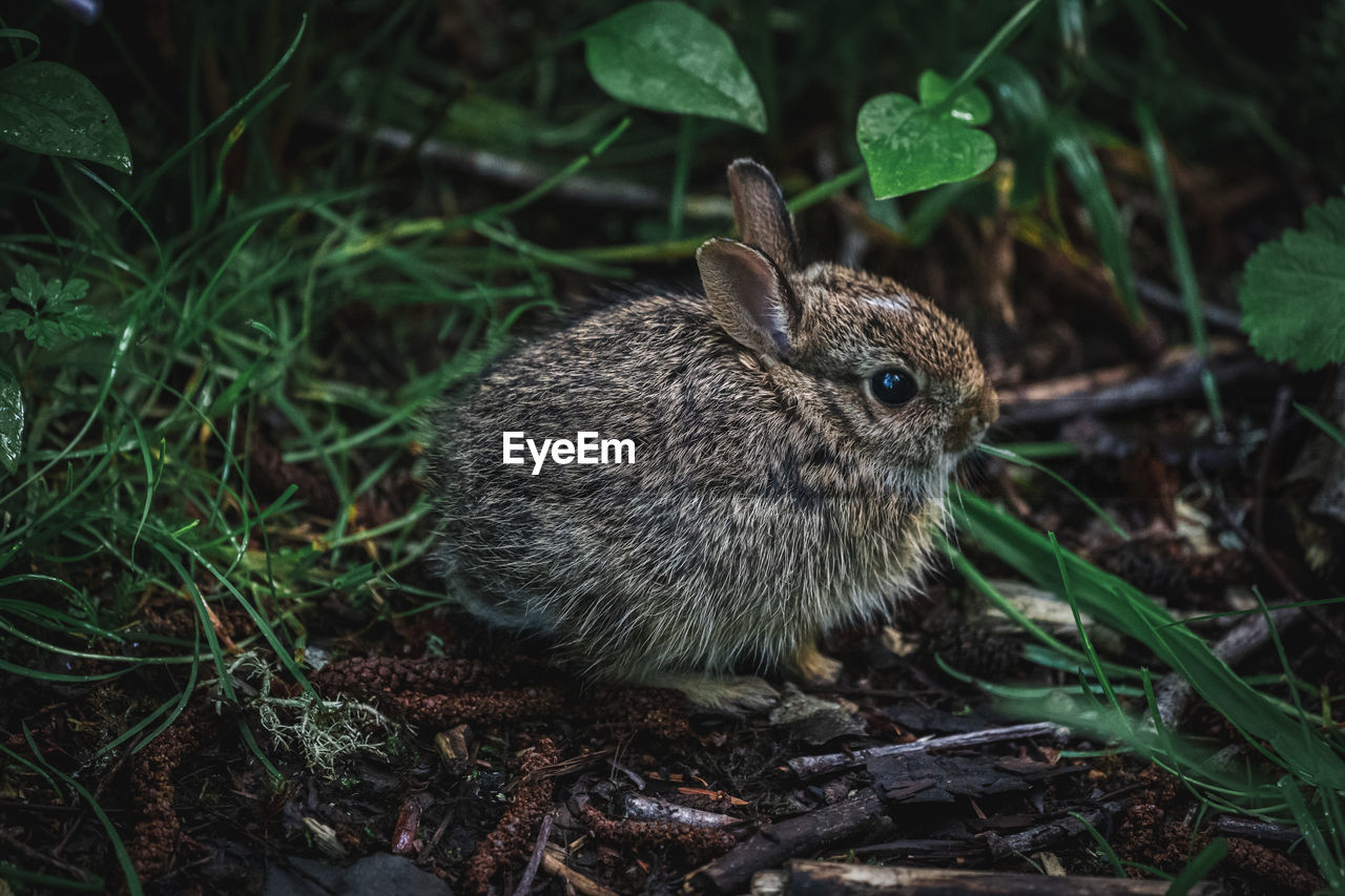 Close-up of a bunny in the bushes 