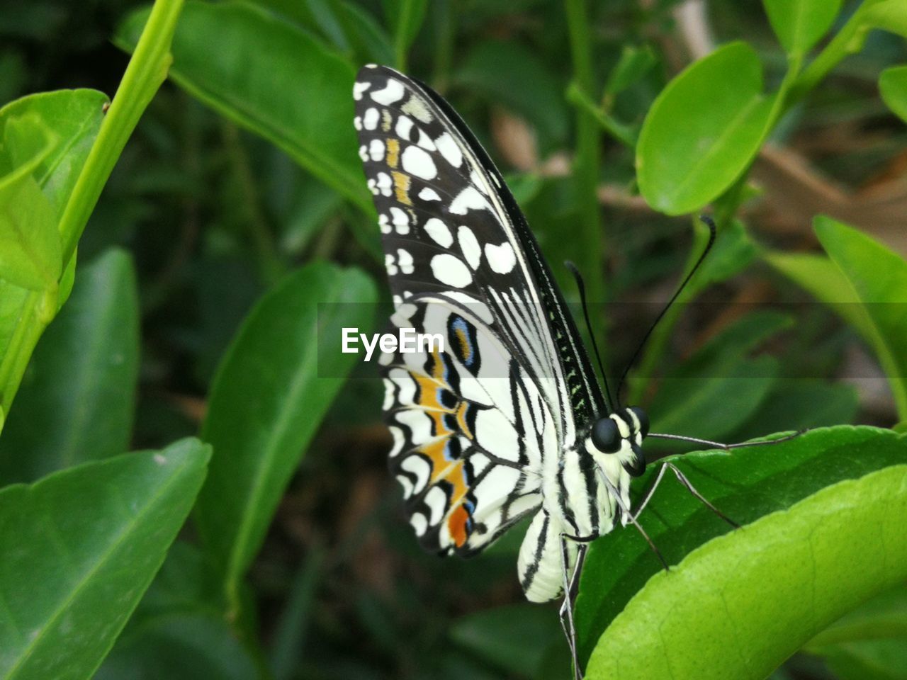 CLOSE-UP OF BUTTERFLY