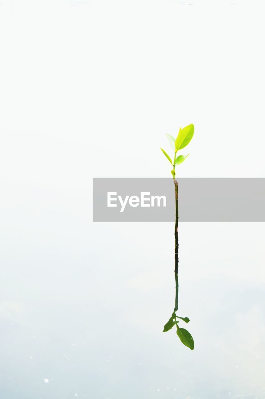 CLOSE-UP OF PLANT OVER WHITE BACKGROUND