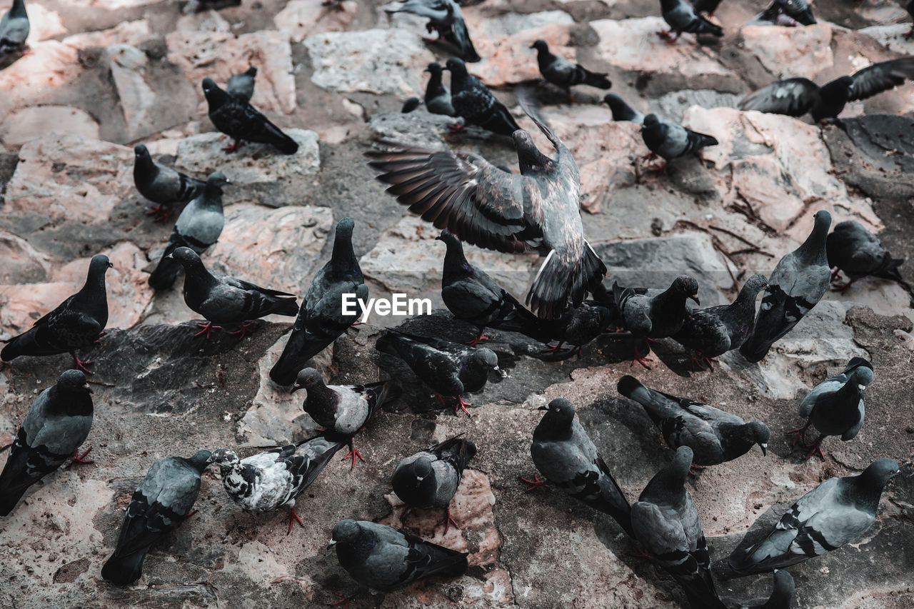 HIGH ANGLE VIEW OF PIGEONS ON ROCK