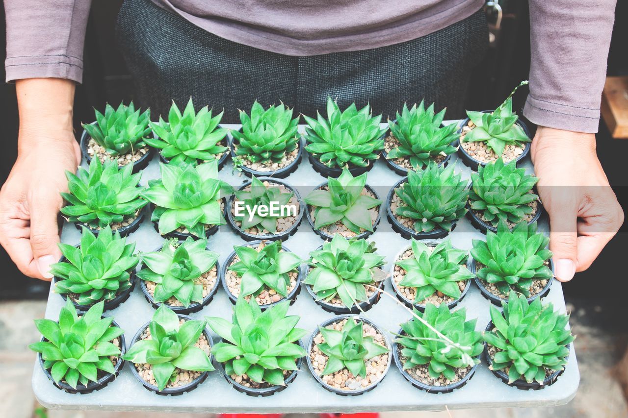 Person holding succulent plants