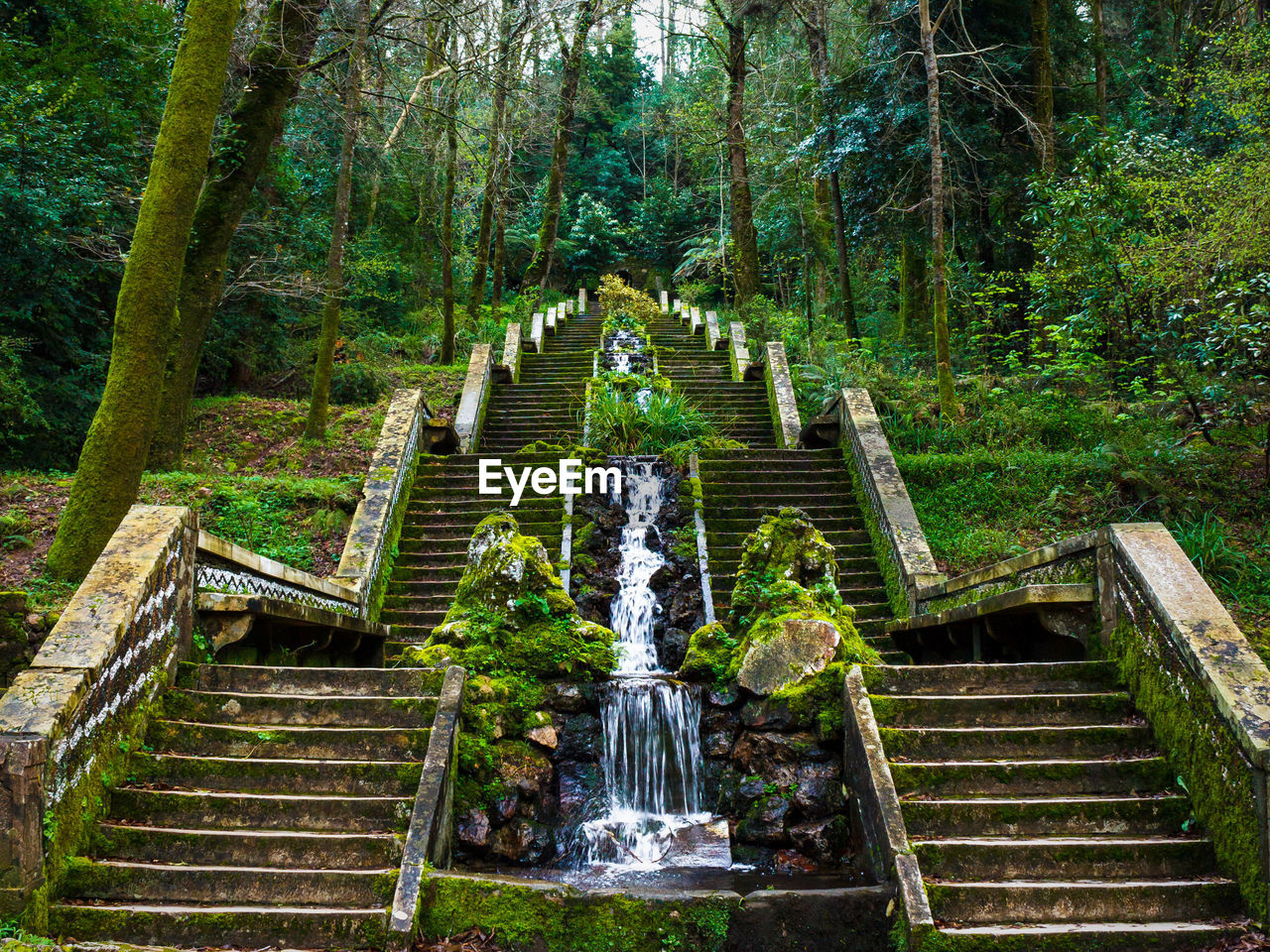 Low angle view of staircase in forest. serra do buçaco, portugal.