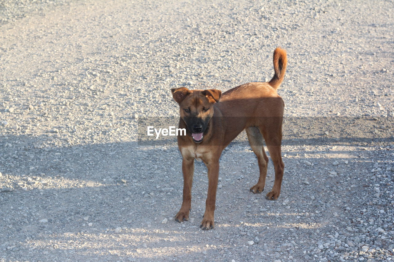 DOG LOOKING AWAY ON ROAD