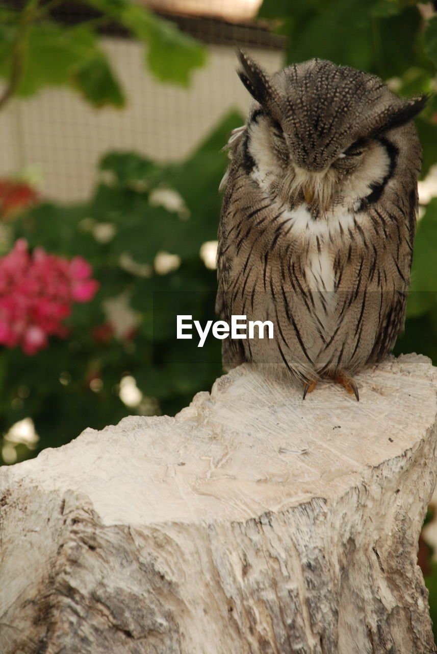 Close-up of owl perching outdoors