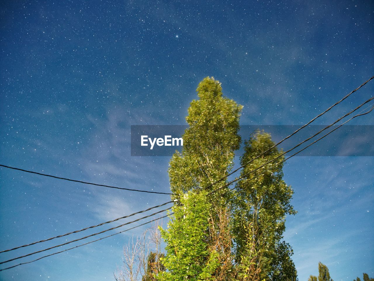 Low angle view of trees against blue sky and the stars
