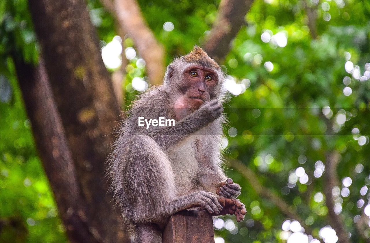 LOW ANGLE VIEW OF MONKEY SITTING ON TREE