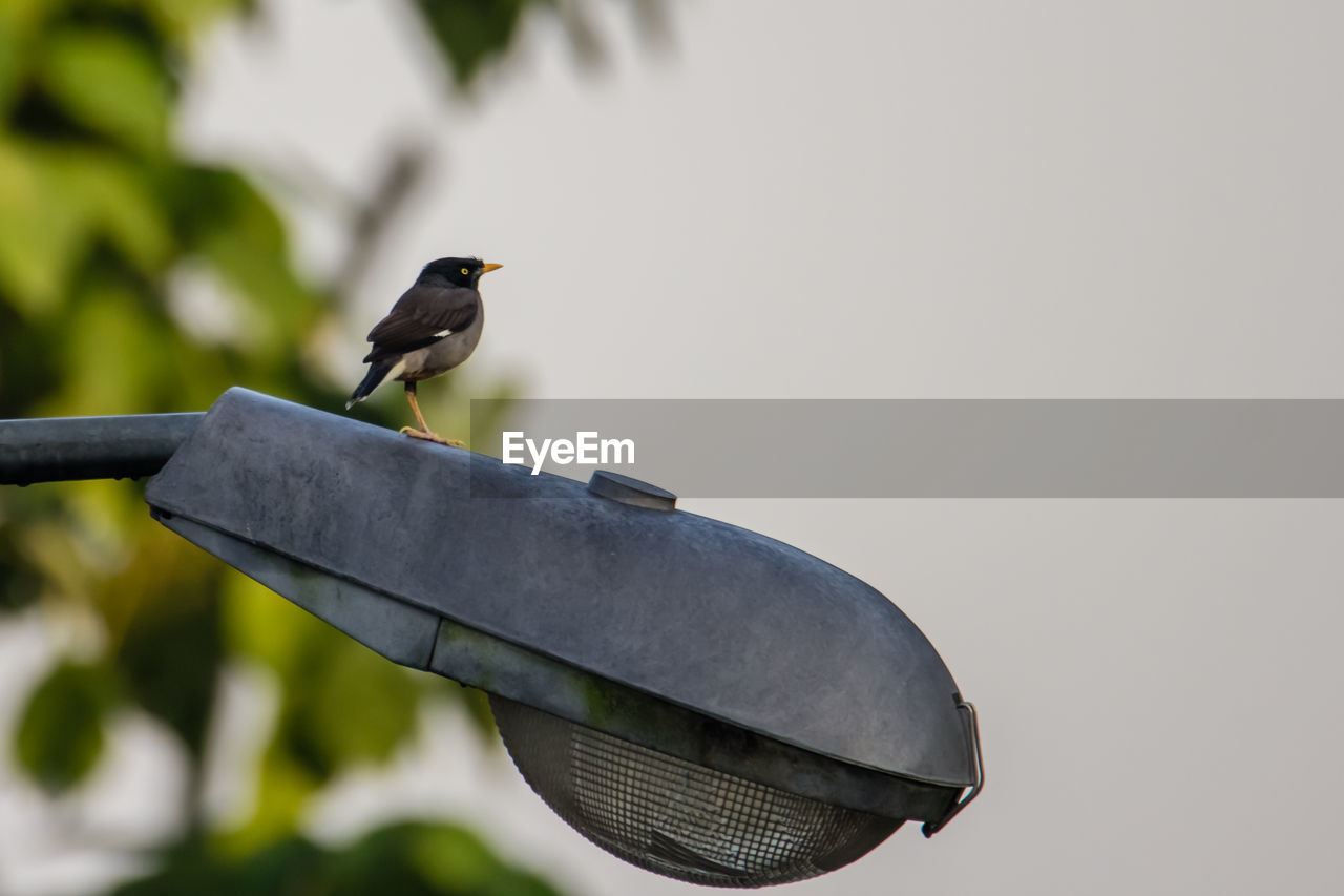 BIRD PERCHING ON A WALL